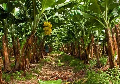 rows of banana trees